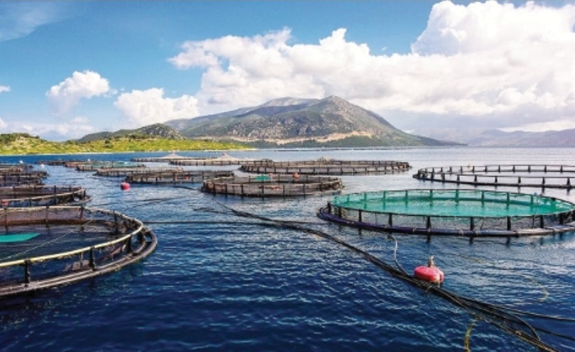 Nuôi biển công nghiệp vùng biển hở xã Xuân Cảnh